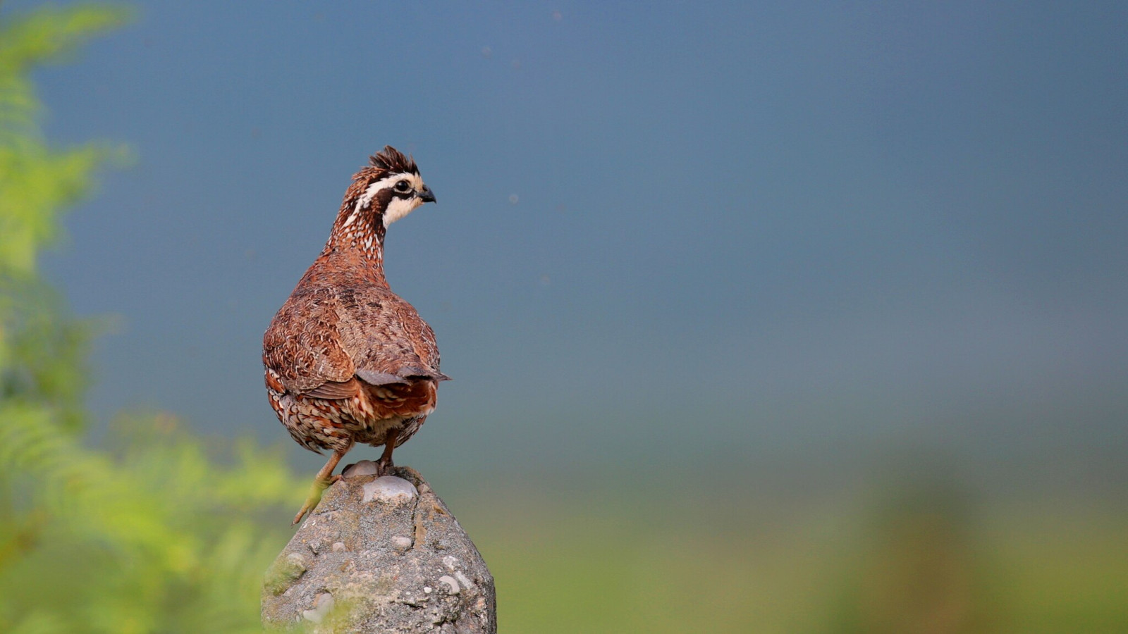 image Northern Bobwhite